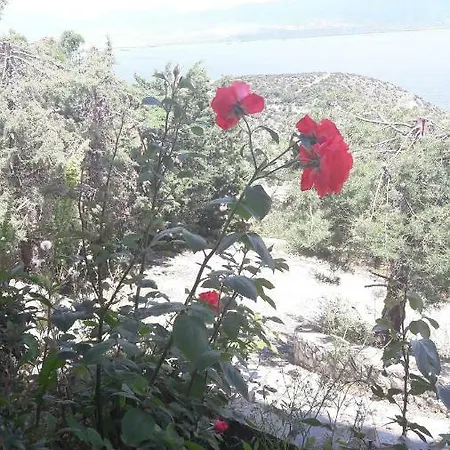Amoni Panorama *